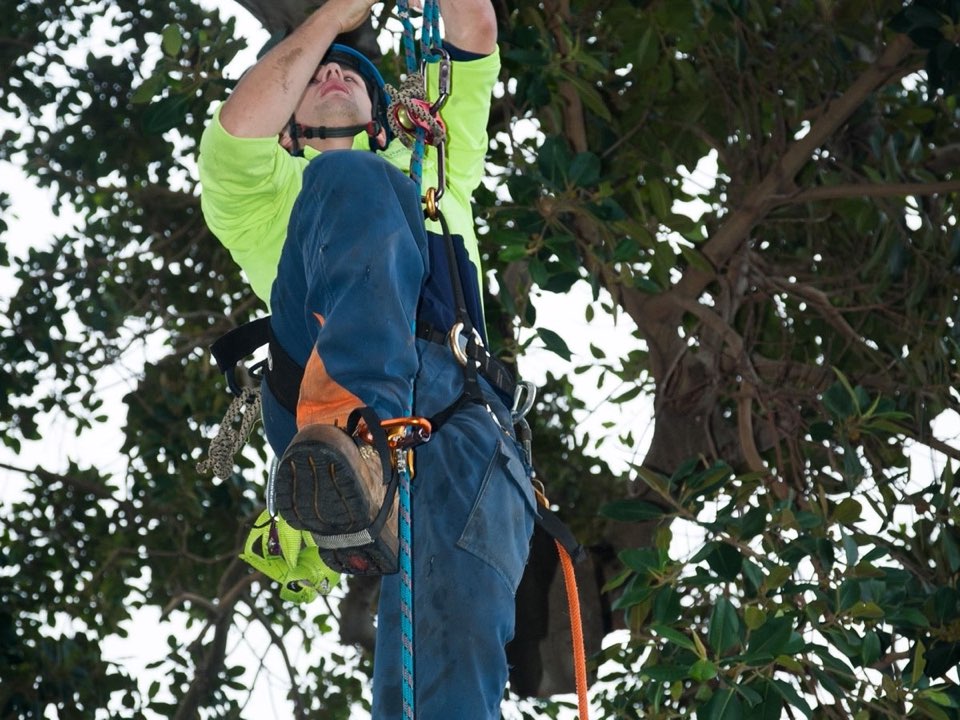 Qualified arborist working in a mature tree during a property survey in County Durham
