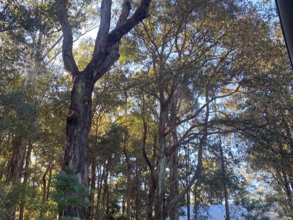 Mature trees in County Durham parkland with a property visible in the background